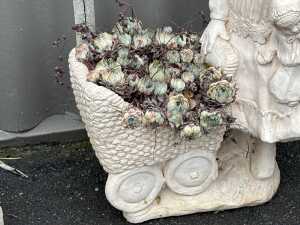 Concrete statue pot with ground cover plant - 2