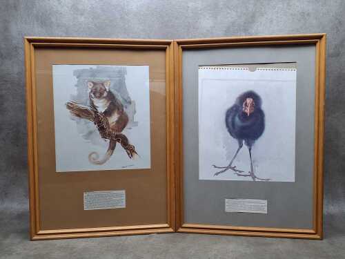 After Robert Ulmann, Swamphen and Ringtail Possum (2). Two framed prints on paper