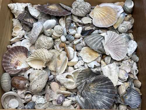 Large collection of seashells including scallops