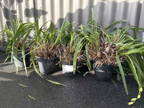 Four potted orchids