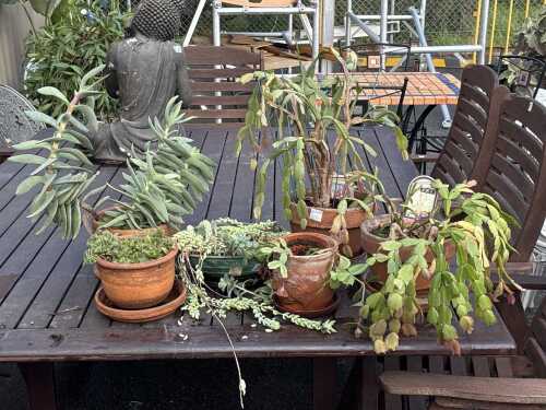 Group of potted succulents