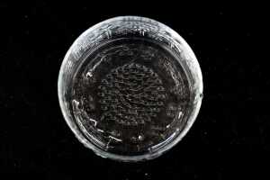 Eight Oiva Toikka for Nuutajarvi 'Flora' clear glass bowls - 4