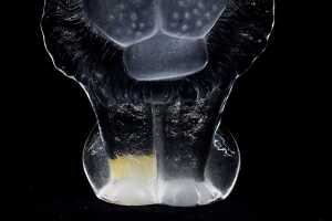 Mat Jonasson Royal Krona crystal lion figure, 1970s - 3