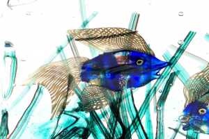 Murano aquarium glass fish block - 3