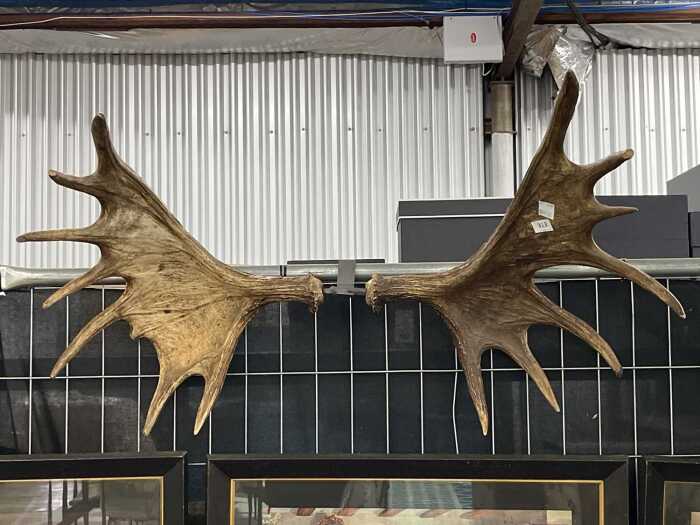Pair of moose antlers