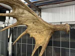 Pair of moose antlers - 2