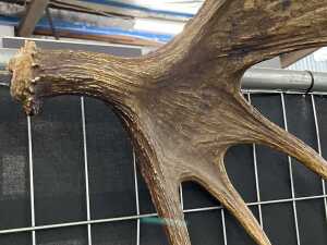 Pair of moose antlers - 3