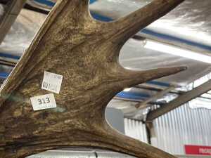 Pair of moose antlers - 4