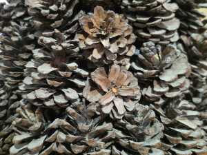 Pinecone tabletop Christmas Tree, together with a pair of plaster penguin figures - 4