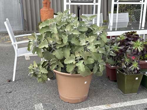 Large pot of dwarf velvet plant