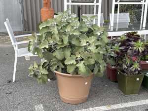 Large pot of dwarf velvet plant