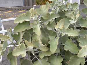 Large pot of dwarf velvet plant - 2