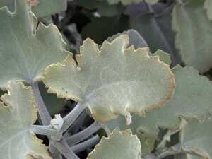 Large pot of dwarf velvet plant - 3