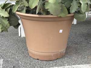 Large pot of dwarf velvet plant - 4