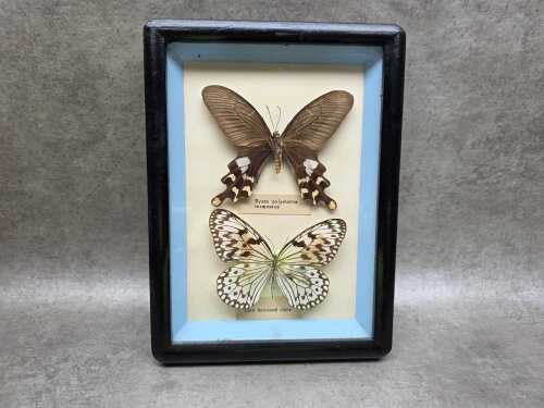 Taxidermied butterfly shadowbox