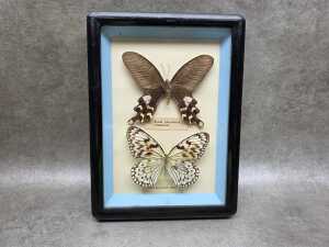 Taxidermied butterfly shadowbox