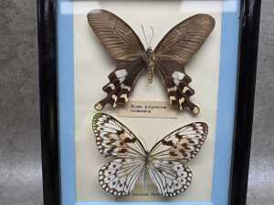 Taxidermied butterfly shadowbox - 2