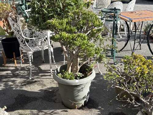 Bonsai potted plant