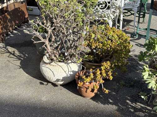 Group of 3 Succulent plants