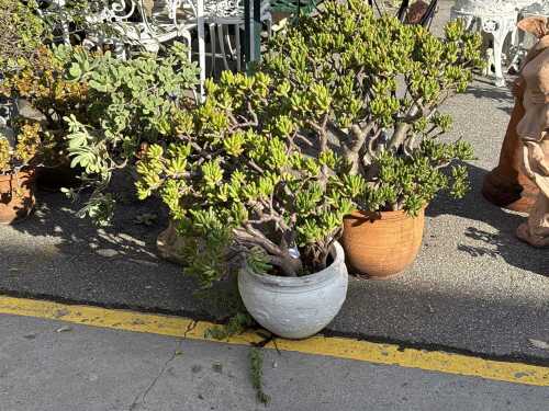 Group of three potted jade plants