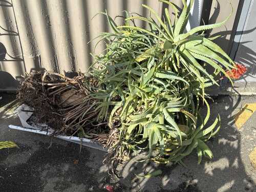 Large aloe vera plants