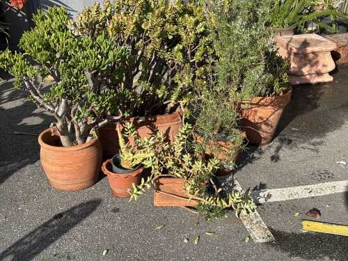 Six potted garden plants