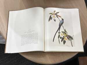 John James Audubon for The Birds of America - 3
