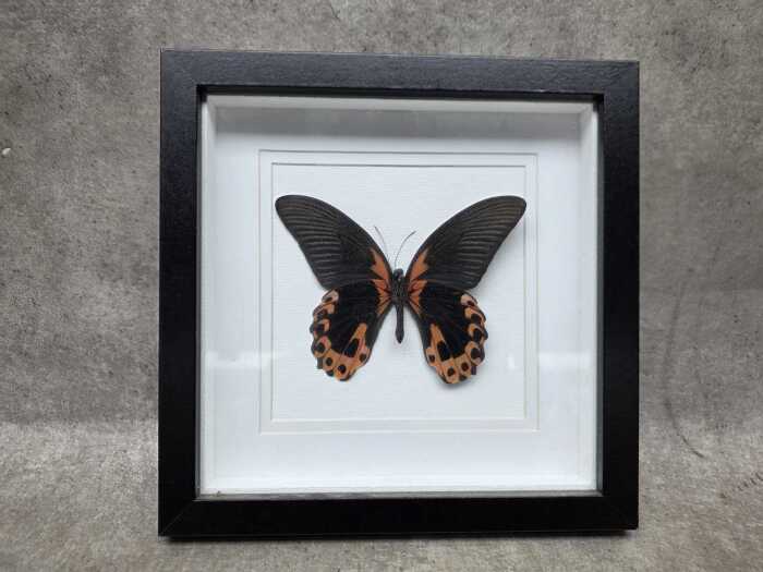 Framed Scarlet Mormon butterfly specimen