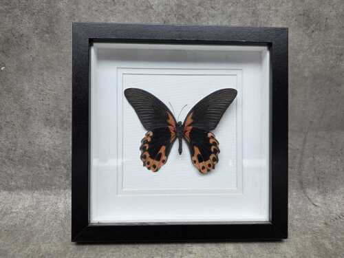 Framed Scarlet Mormon butterfly specimen