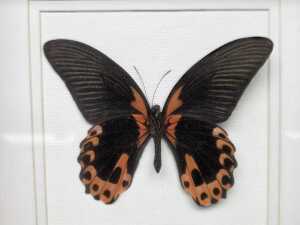 Framed Scarlet Mormon butterfly specimen - 2