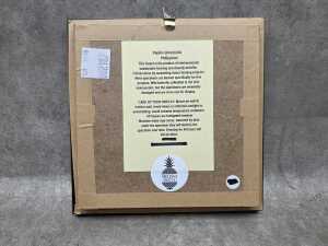 Framed Scarlet Mormon butterfly specimen - 3