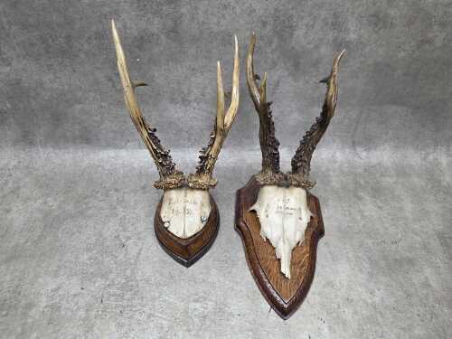 Two vintage pairs of antlers