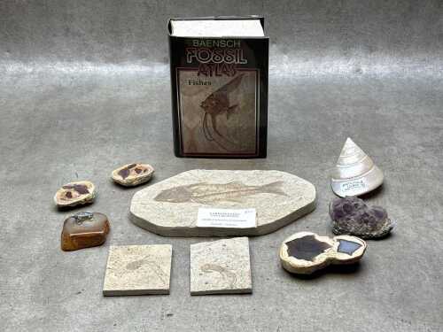 Fossil and rock specimens, plus related book