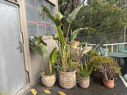 Collection of potted plants