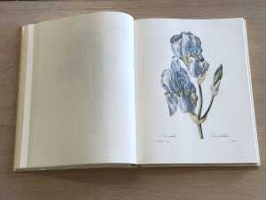 The Most Beautiful Flowers by Pierre Joseph Redoute - 4