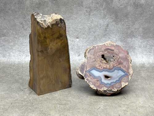 Two specimens, including a coprolite and petrified wood