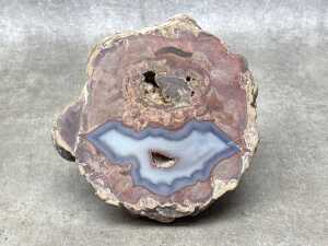 Three specimens, including a coprolite and petrified wood - 5