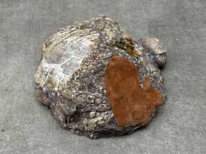 Three specimens, including a coprolite and petrified wood - 6