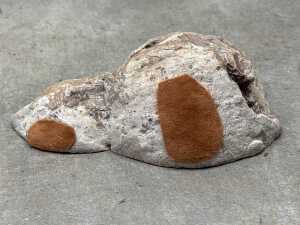 Two polished thunderegg specimen slabs - 5
