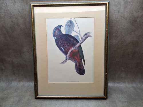 Hand-coloured framed lithograph titled "Nestor Hypopolius" by John Gould