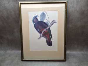 Hand-coloured framed lithograph titled "Nestor Hypopolius" by John Gould