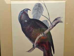 Hand-coloured framed lithograph titled "Nestor Hypopolius" by John Gould - 2