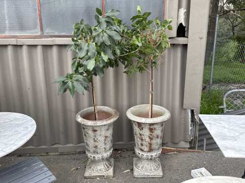 Pair of potted plants