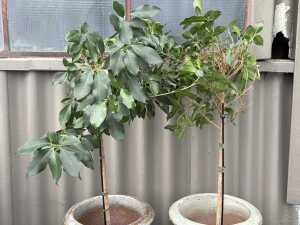 Pair of potted plants - 3