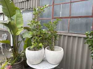 Pair of established potted plants
