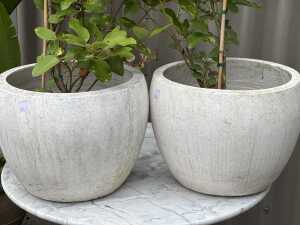 Pair of established potted plants - 2