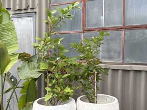 Pair of established potted plants - 3