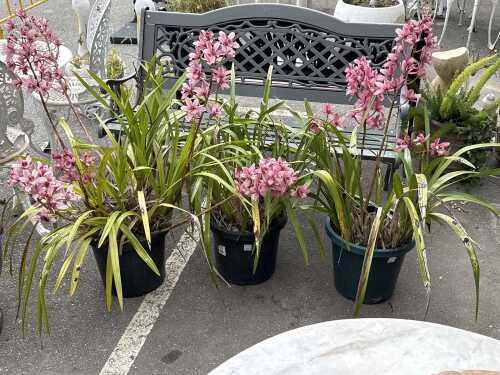 Three potted orchids