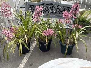 Three potted orchids
