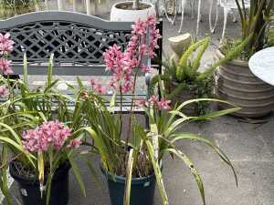 Three potted orchids - 2